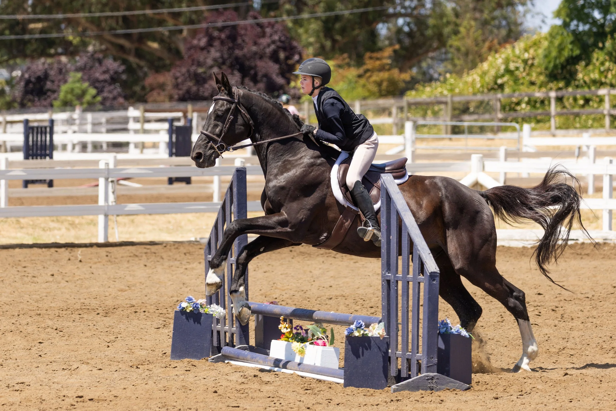Beginner horseback rider jumping a dark bay horse over an arena fence during a lesson at Strides Riding Academy in Petaluma, near Santa Rosa.