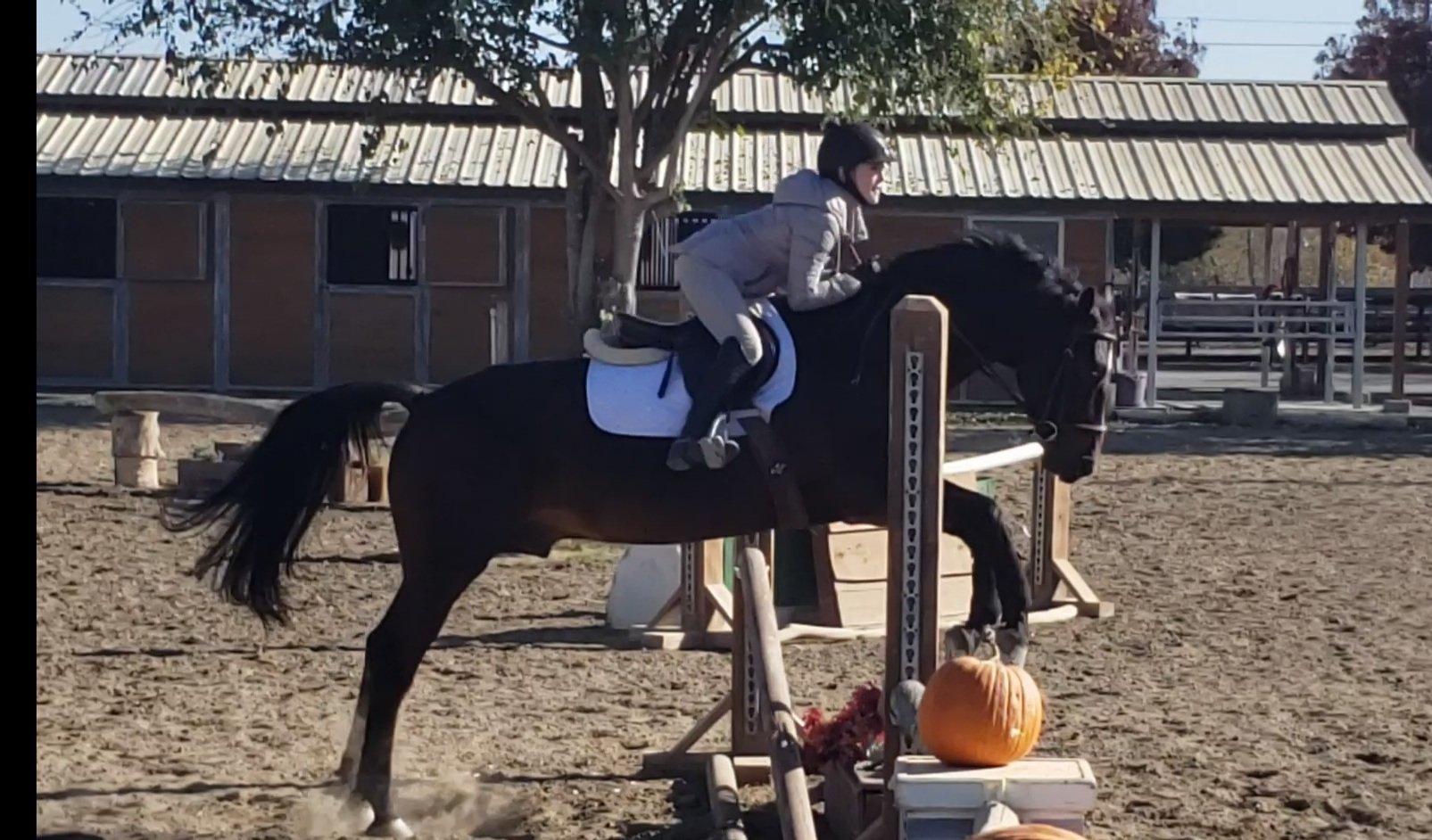 Best Horse Riding School in Sonoma & Marin County | Strides Riding Academy