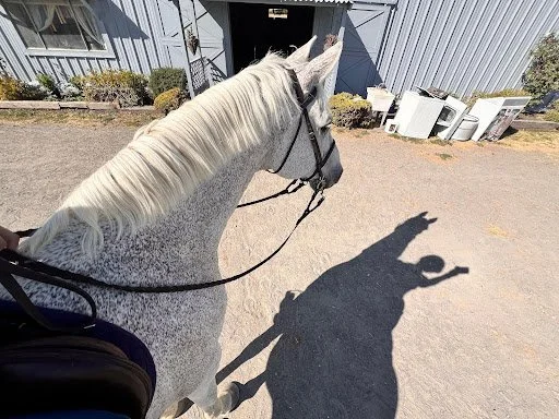 View from horseback at Strides Riding Academy in Fulton, CA, showing a gray horse walking toward the barn on a sunny day near Windsor and Santa Rosa.