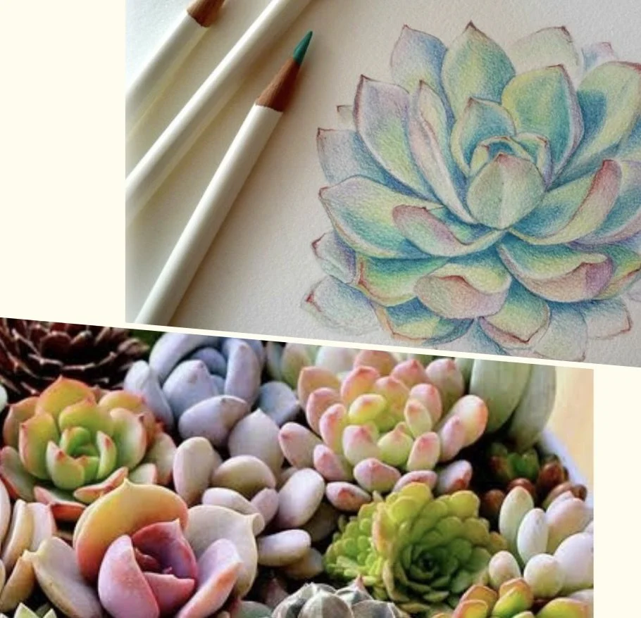 Colored Pencil Succulents
