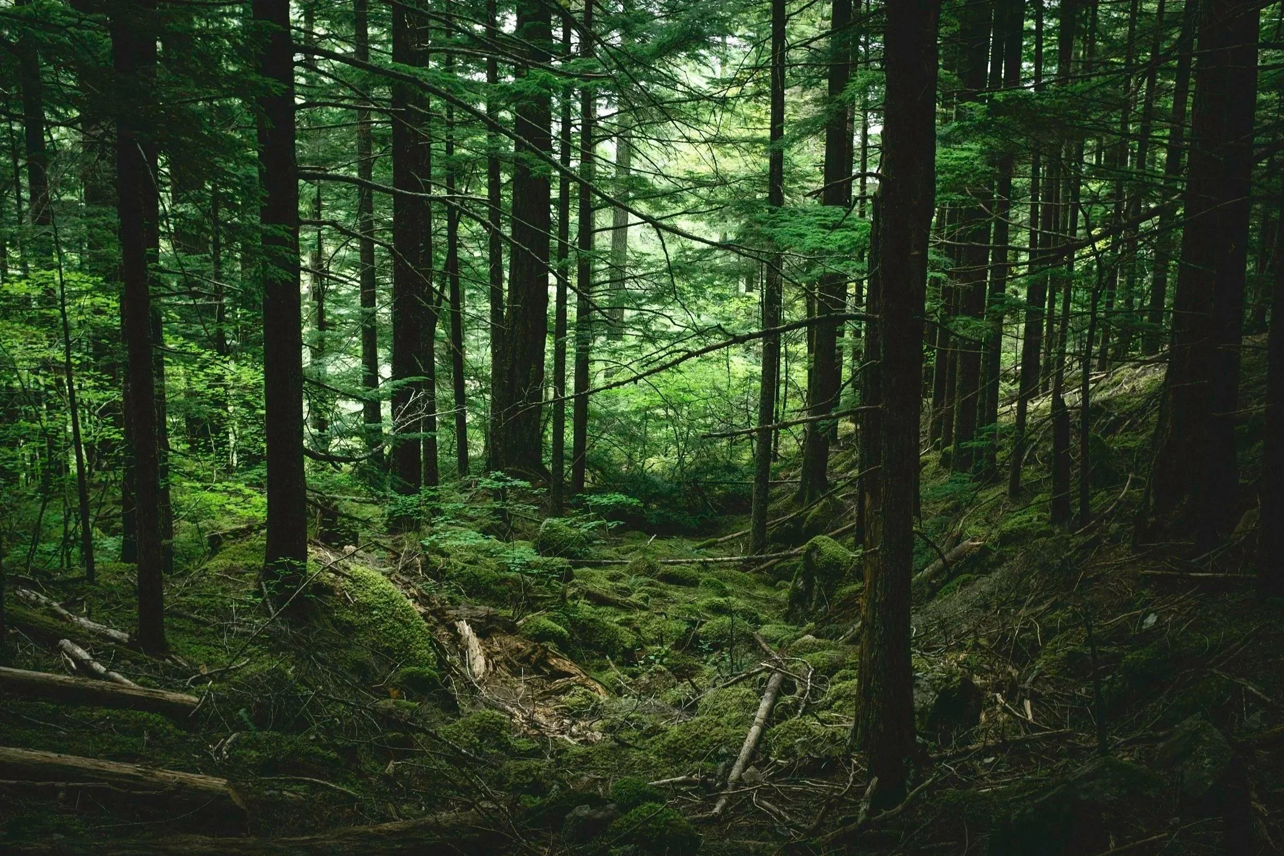 Finding Rest in a Restless World 