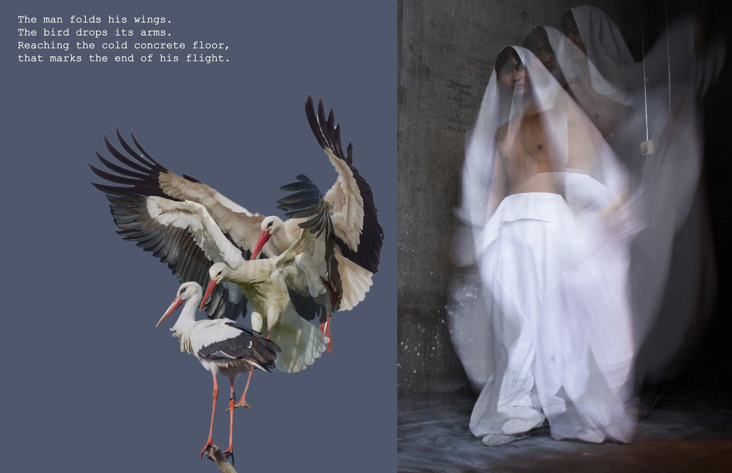 Wings or Arms Portfolio-07.jpg