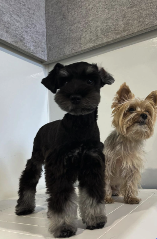 Screen Shot 2022-11-13 at 5.22.46 PM.png