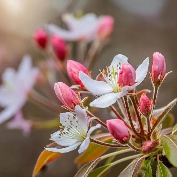 Firefly close up of flowers coming into bloom 2550.jpg