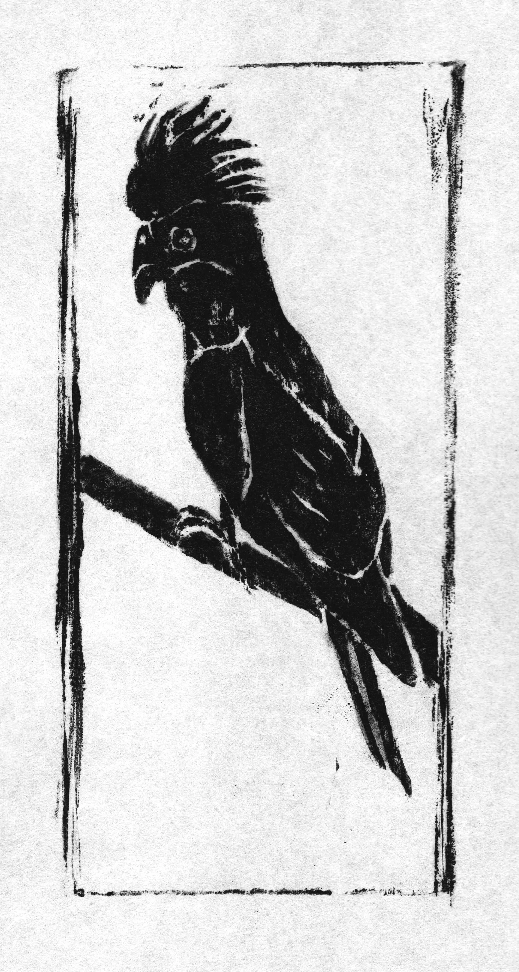Black Cockatoo 