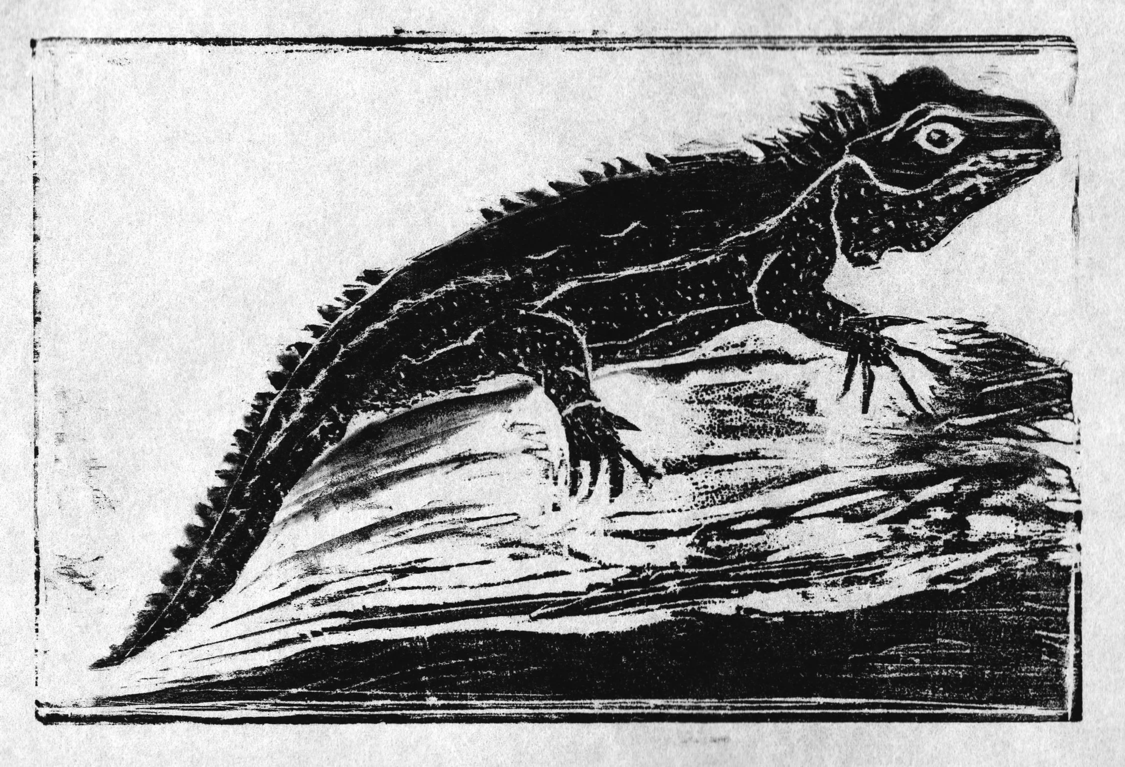New Zealand Tuatara