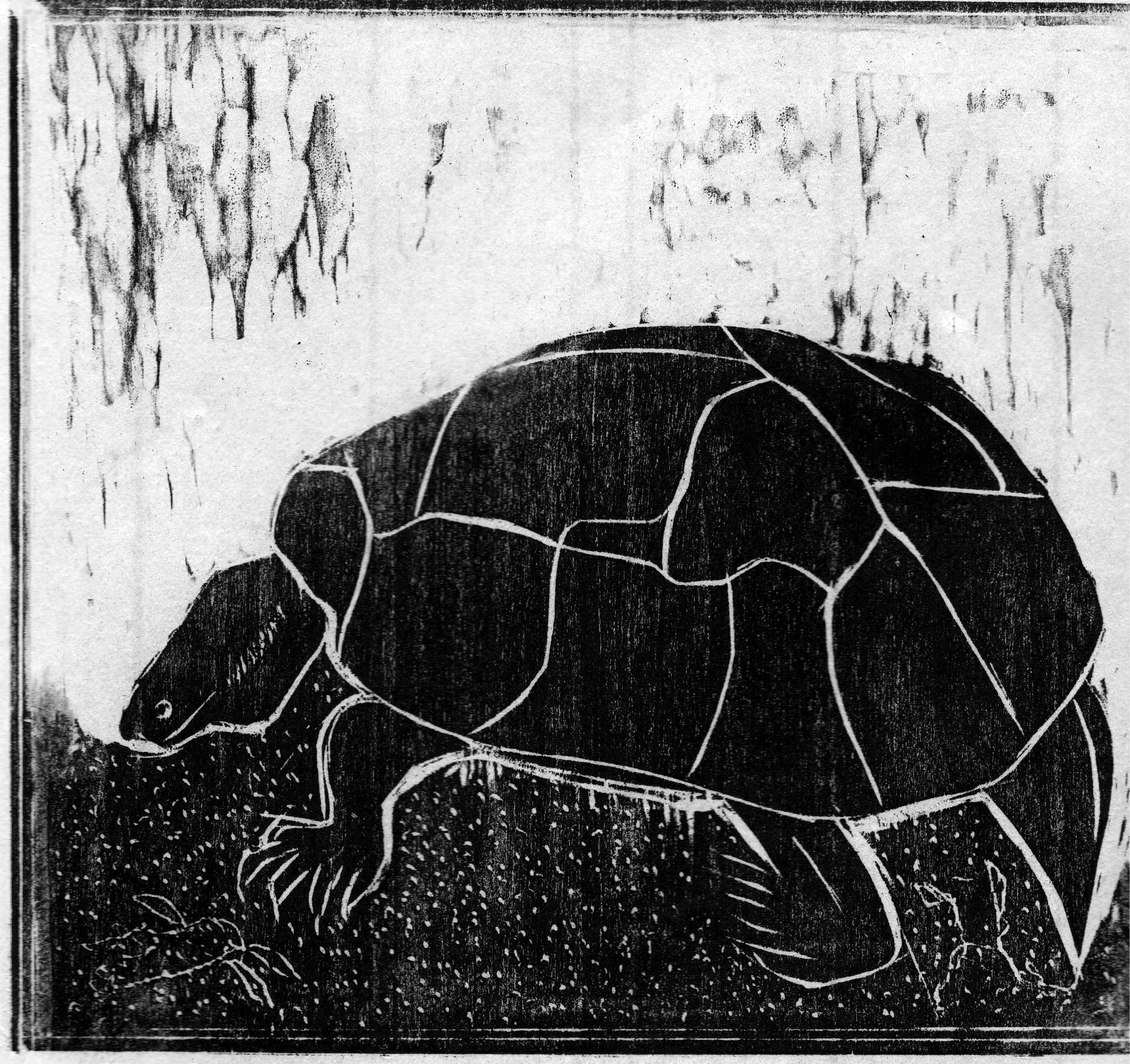 Turtle