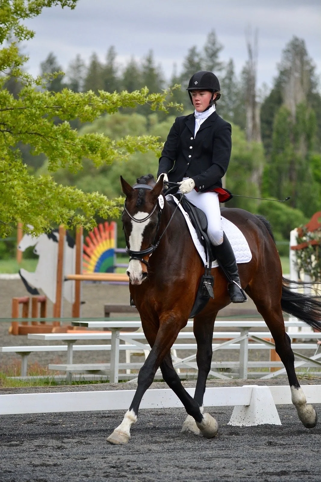 dressage - 3 of 8.jpeg