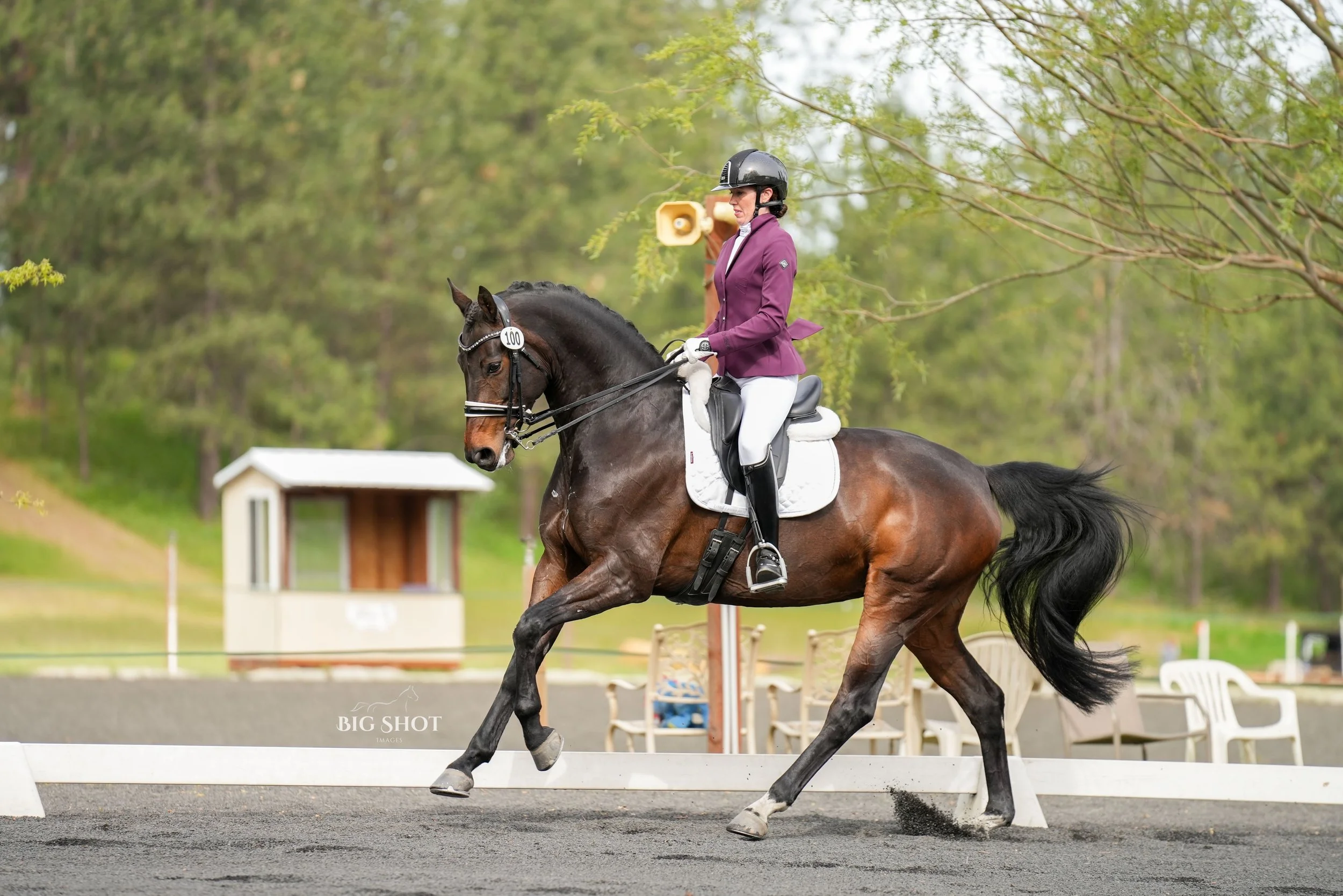 31st Annual Spring Dressage Show Recap