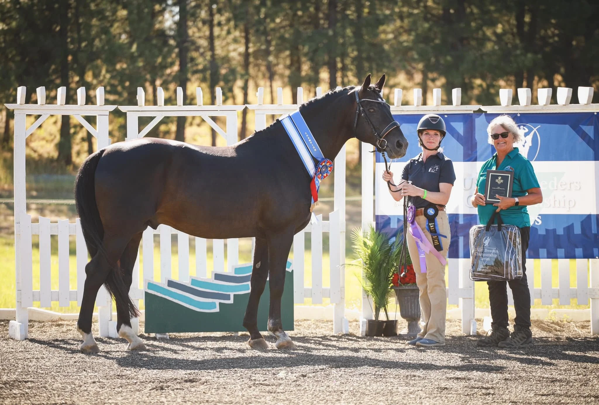 dressage - 8 of 8.jpeg