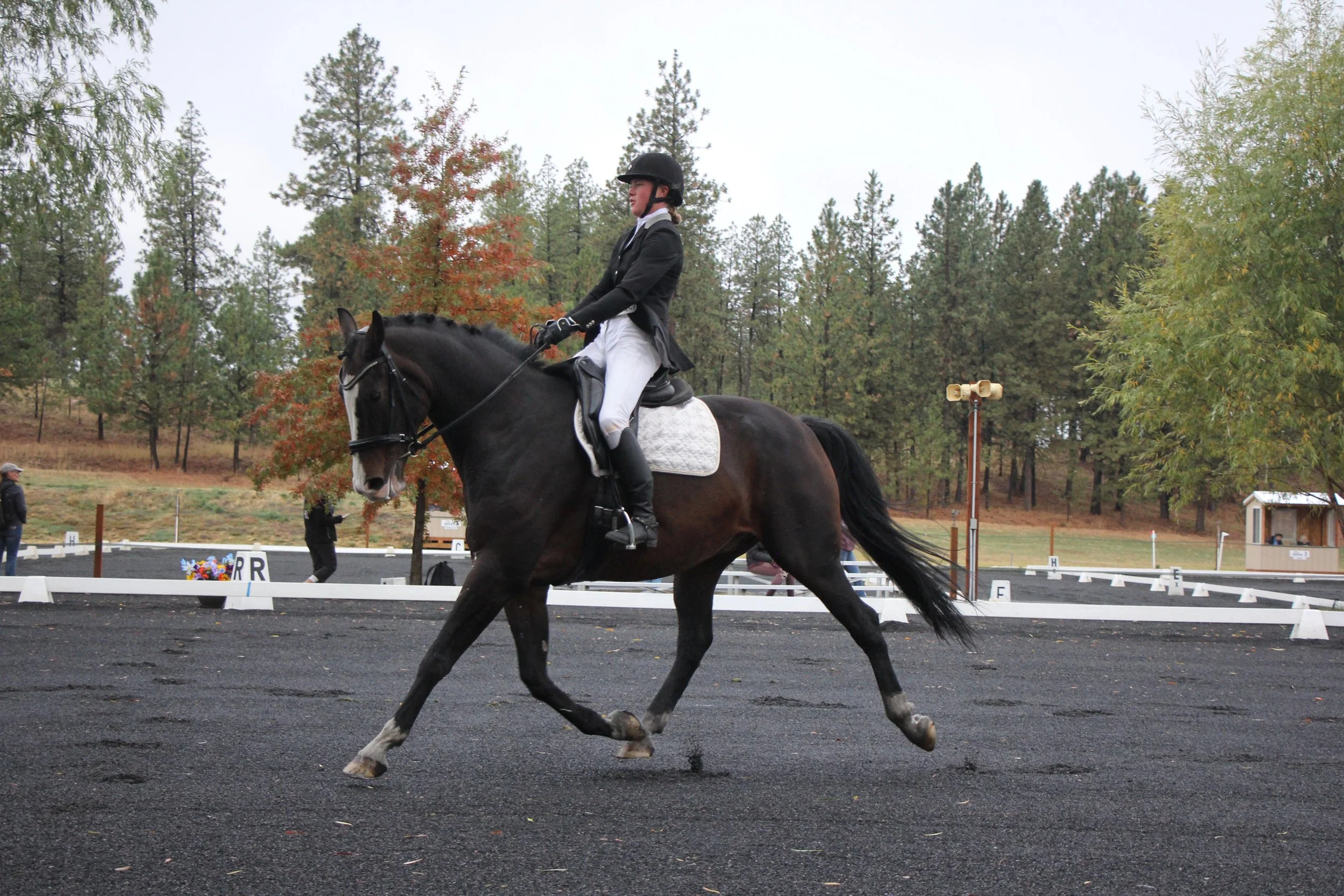 dressage - 4 of 8.jpeg