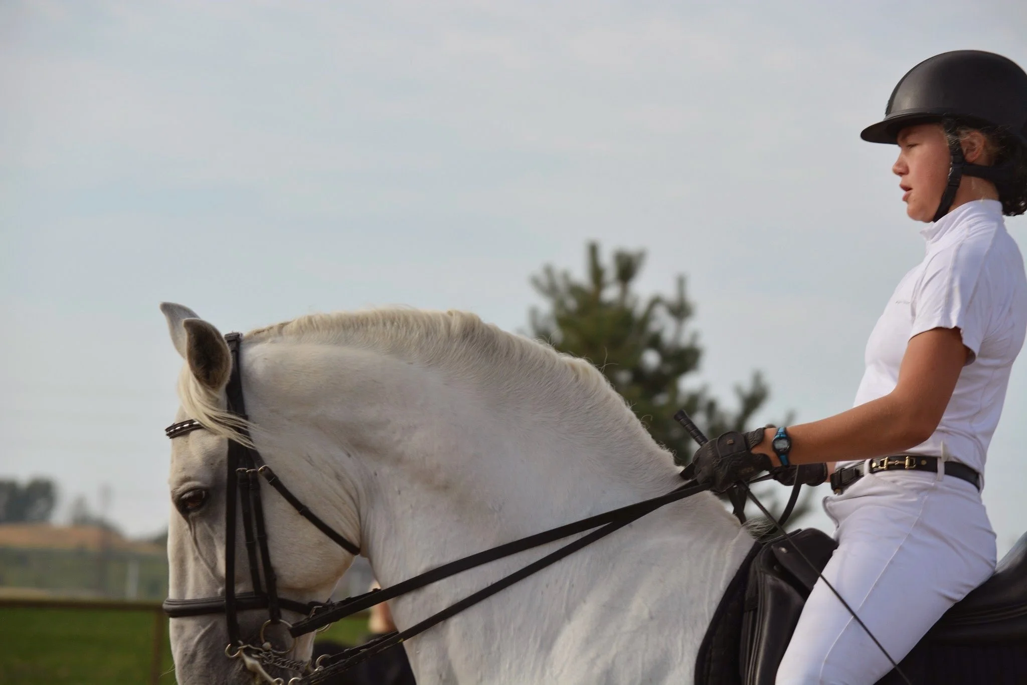 dressage - 1 of 8.jpeg