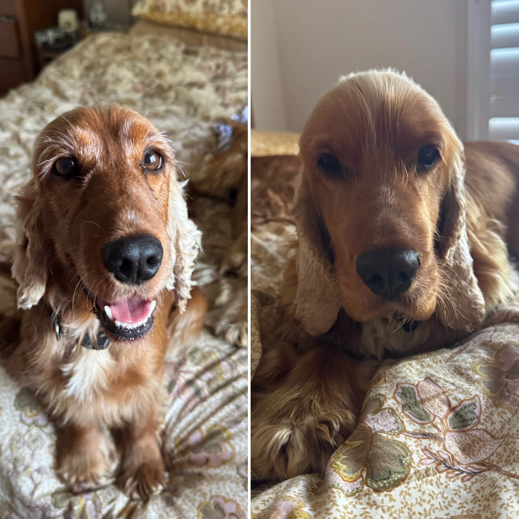 General 2 — Cocker Spaniel Rescue