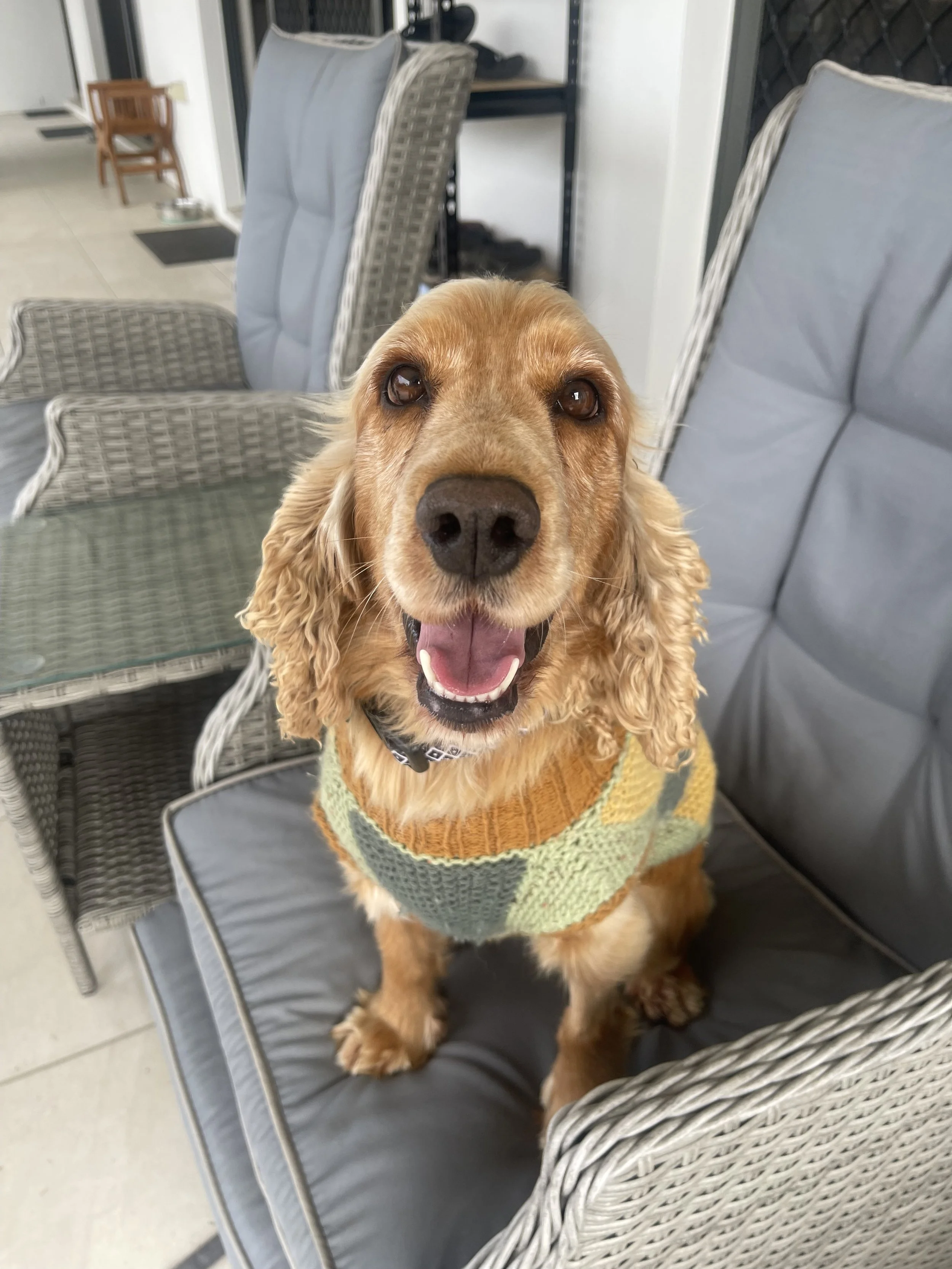 General 2 — Cocker Spaniel Rescue