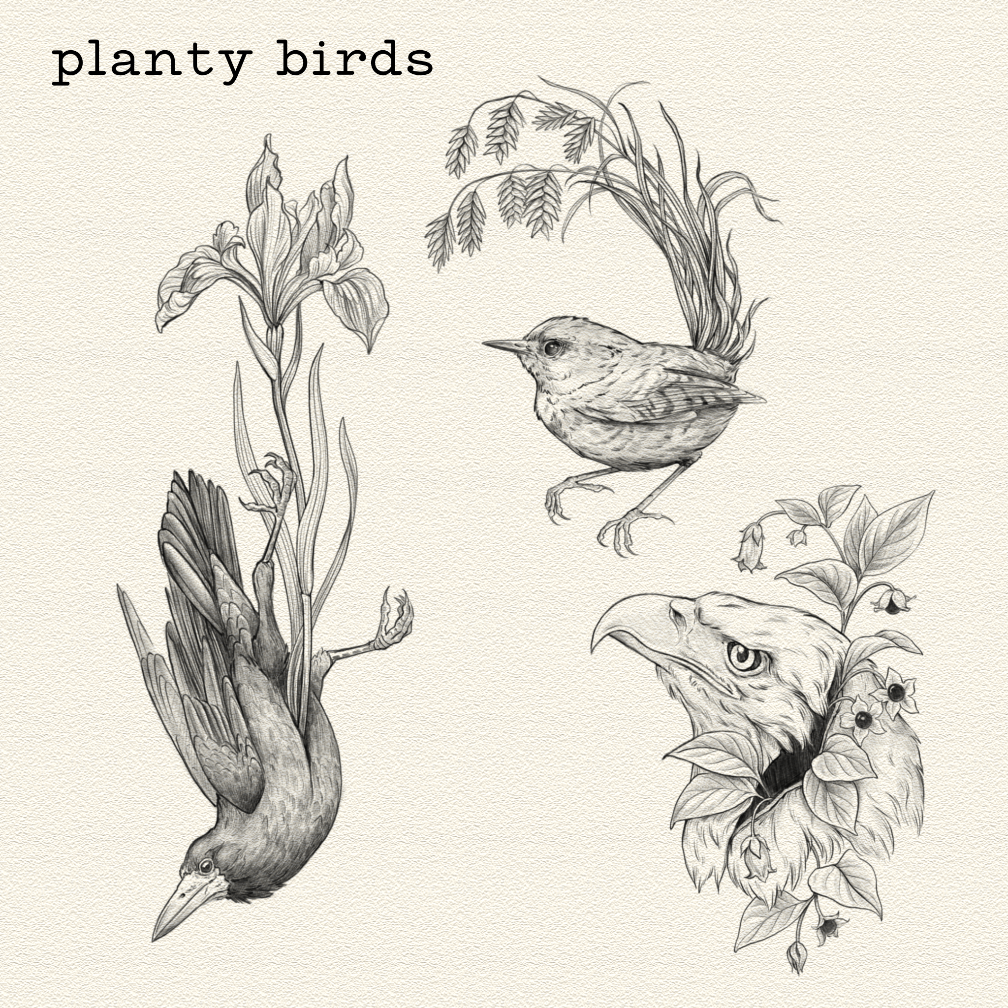 Planty Birds