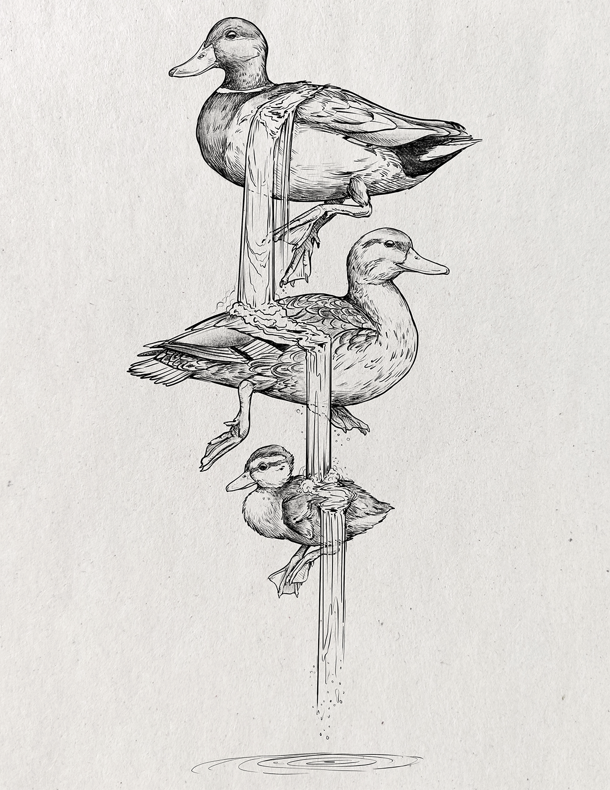 Waterfowl