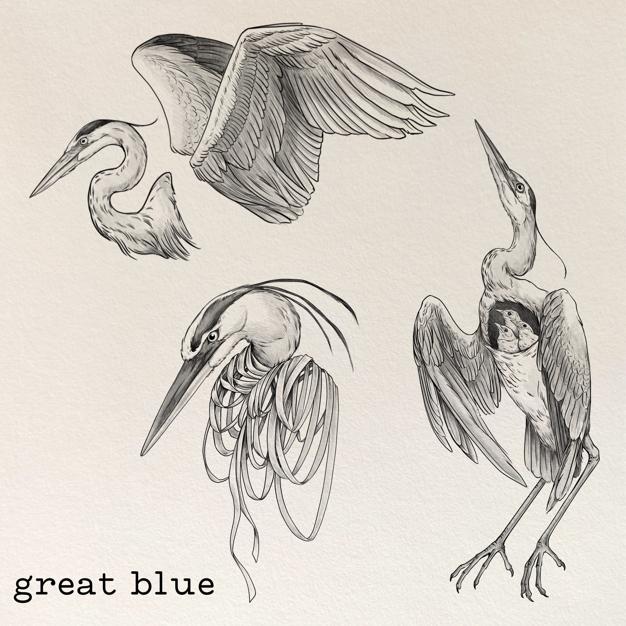 Great Blue