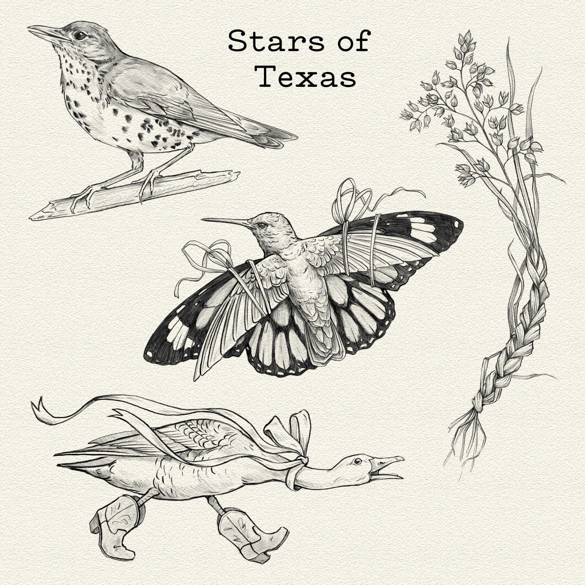 Stars of Texas