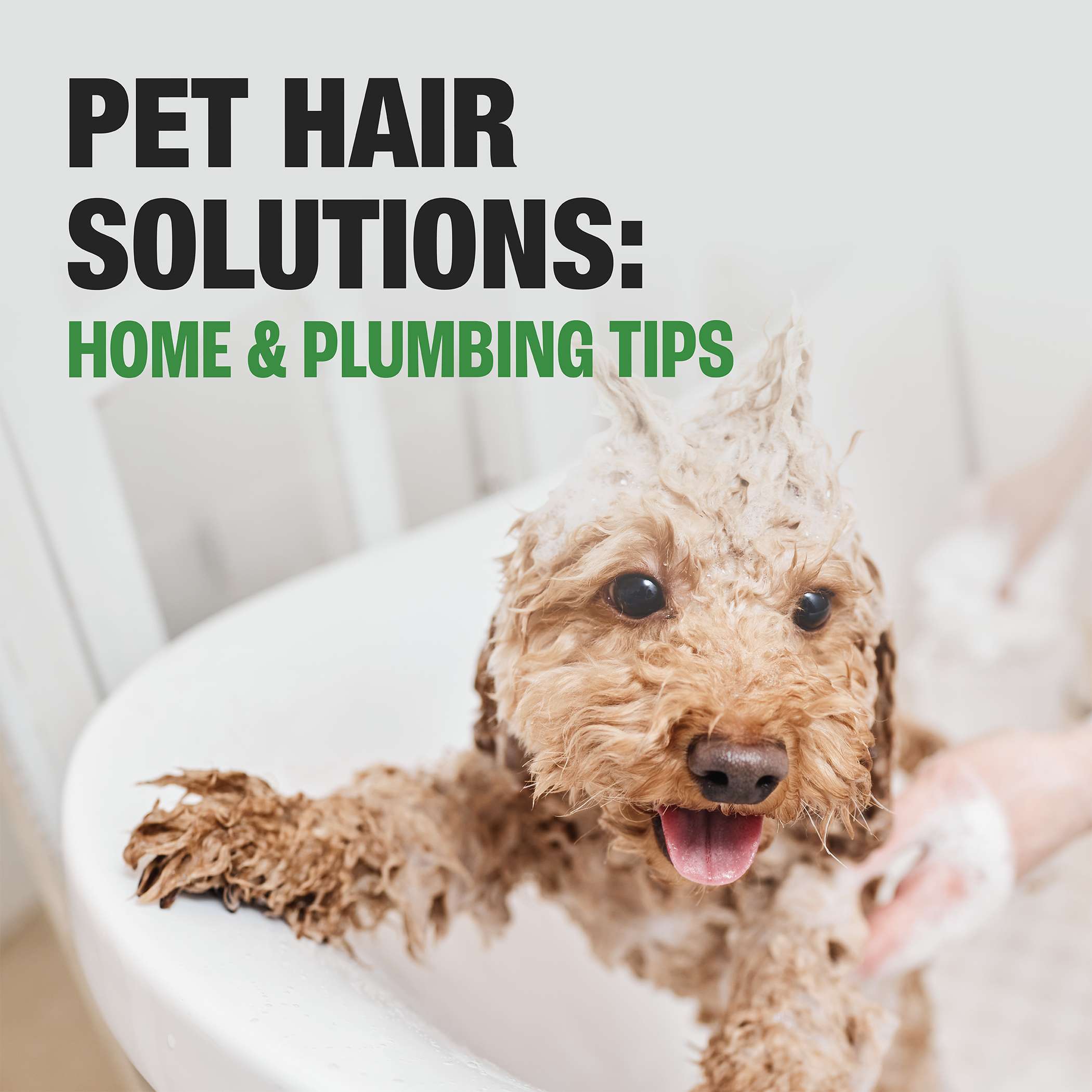 LR_Pet_Hair_Solutions_2100.png