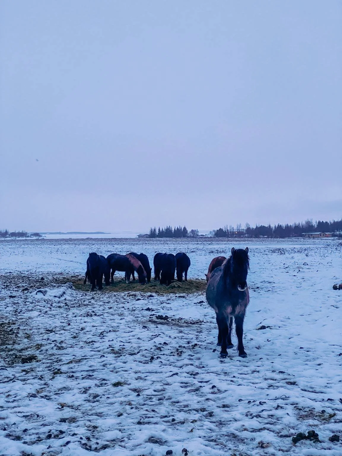 island mit kleinkind mehr pferde.jpg