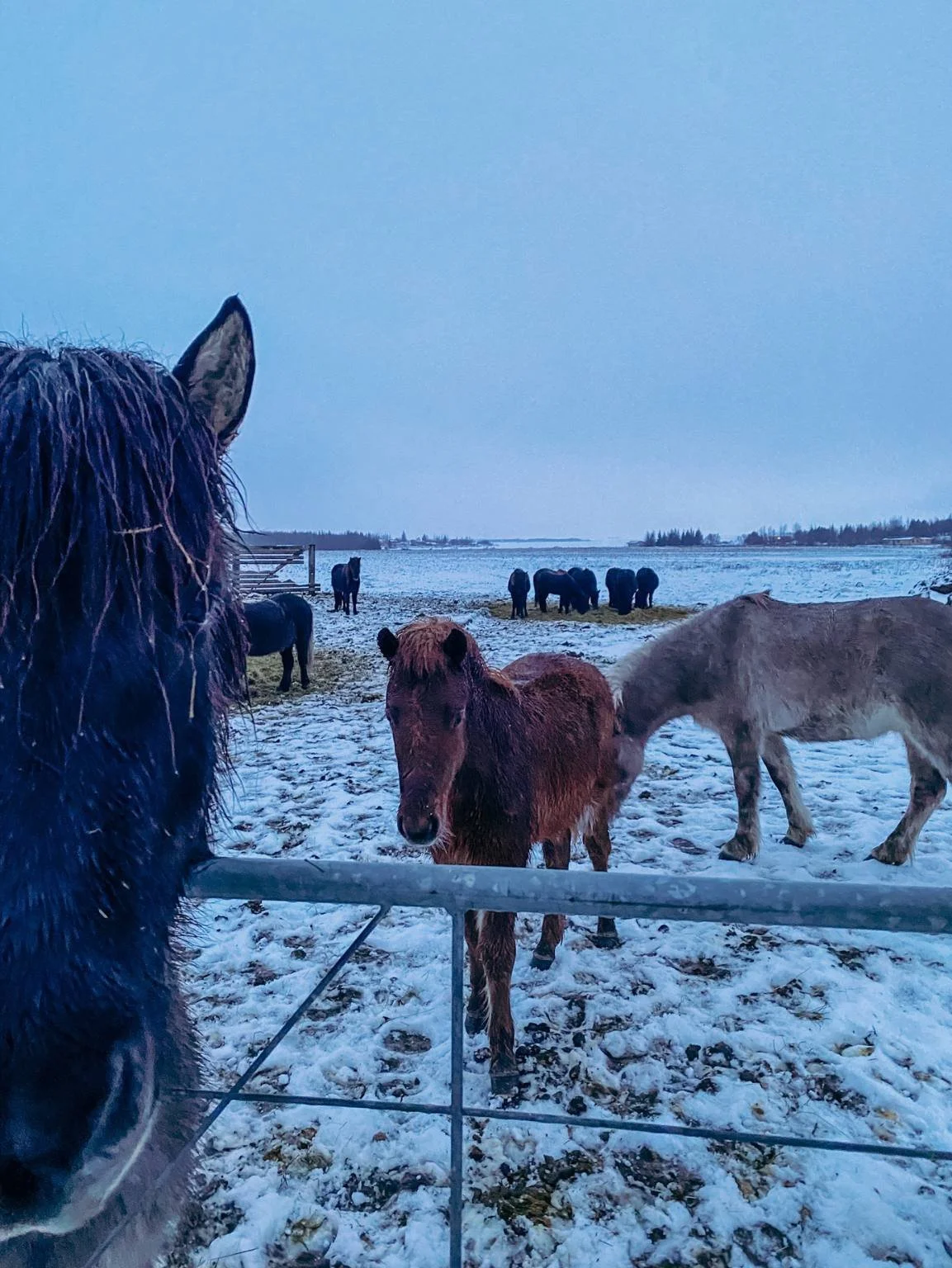 island mit kleinkind pferd.jpg