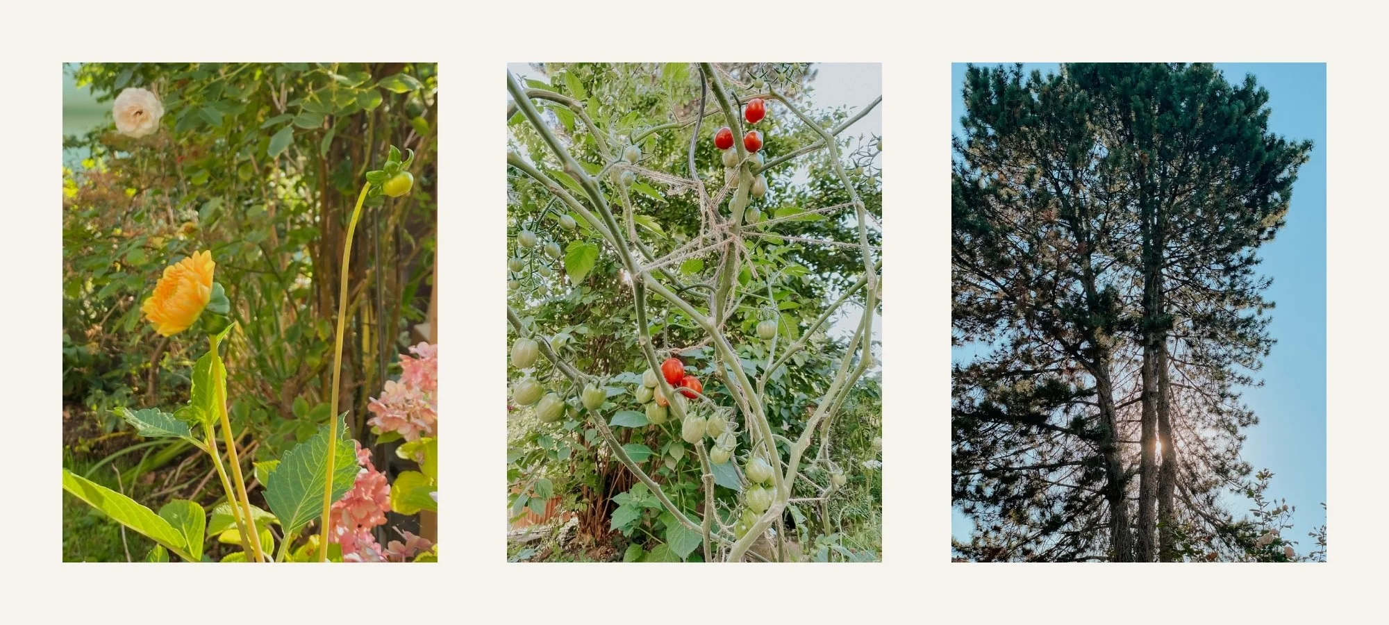 Eine aufgehende Dahlienknospe, Tomatenpflanze mit Fruechten und eine Kiefer im ersten Morgenlicht — Fotografien zur Stunde vor dem Tag
