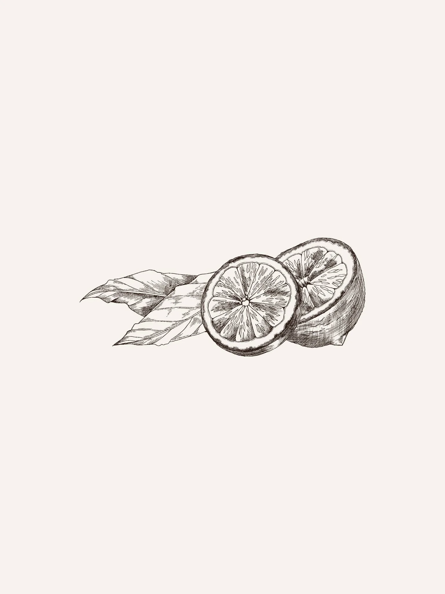 Botanische Illustration eines Zitrone im Querschnitt — Schwangerschaft als Gegenwart, nicht als Warteraum