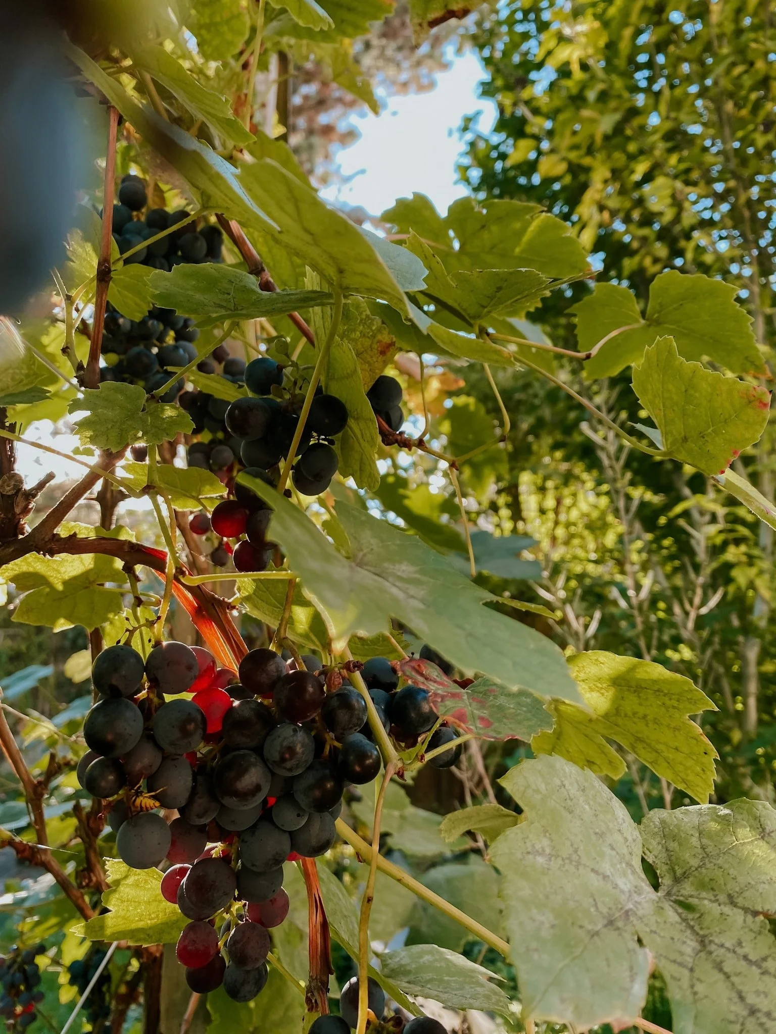 Dunkle Weintrauben hängen in der tiefstehenden Morgensonne an der Rebe.
