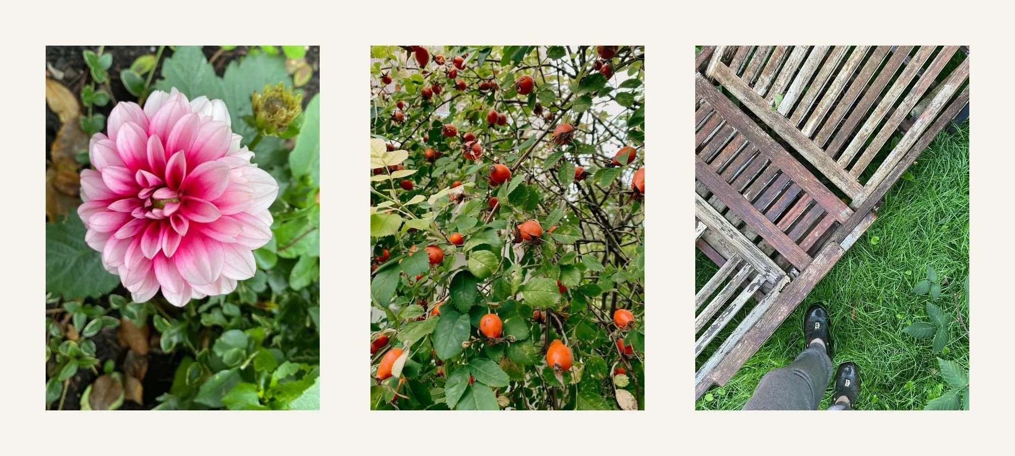 Eine rosa Dahlienknospe, Hagebutten am Strauch und Ausschnitt einer kaputten Teakholzliege mit Beinen und Füßen der Fotografin