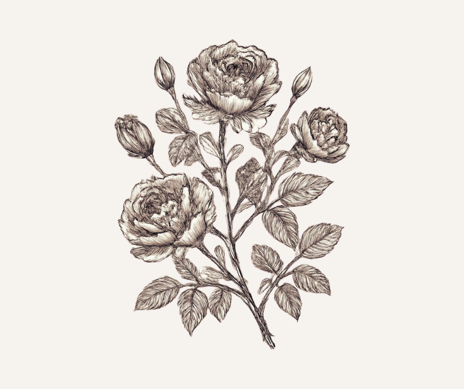 Rosenzweig mit Blüten und Knospen – Symbol für den Sommer