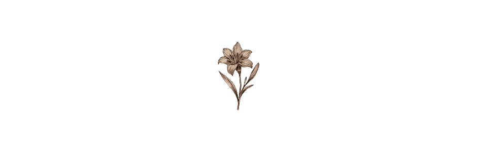 Taglilie als botanische Illustration — Trennelement im Beitrag über Morgenroutine und Rhythmus in der Mutterschaft