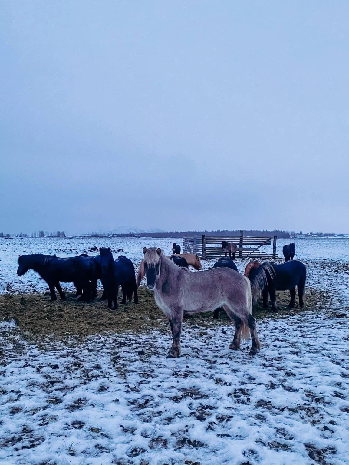 island mit kleinkind pferde