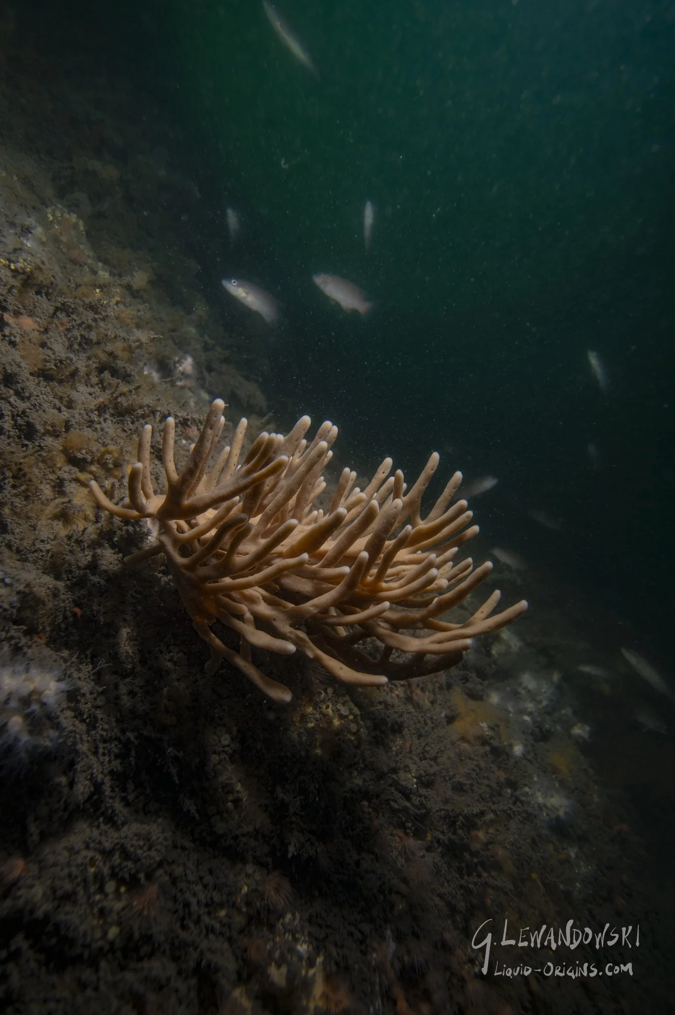 First In Weatherill - Previw-04.jpeg