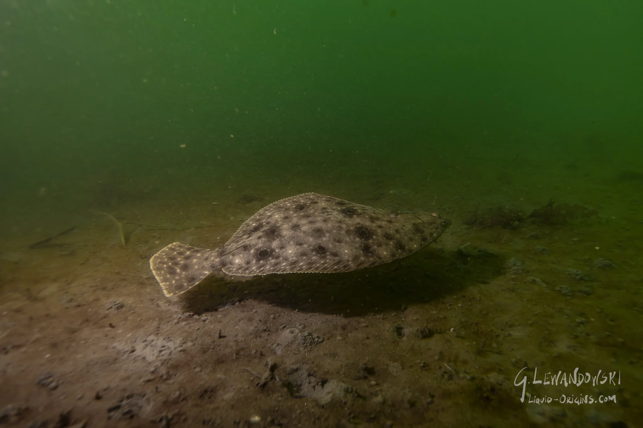 Day 4 Dive 3  - Preview-19.jpeg