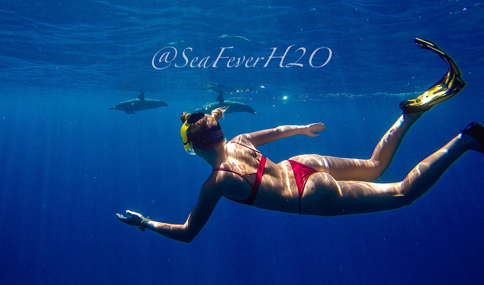 Cetacean Connection-1.jpg