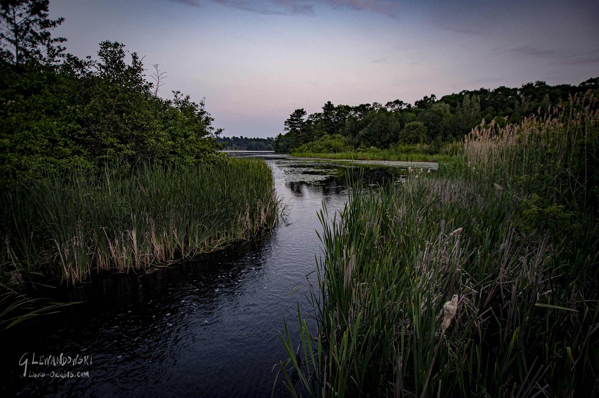 Boardwalk through the Marsh