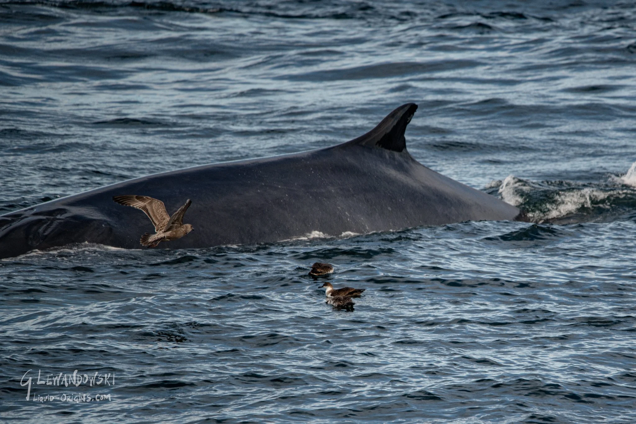 Whales of Stellwagon