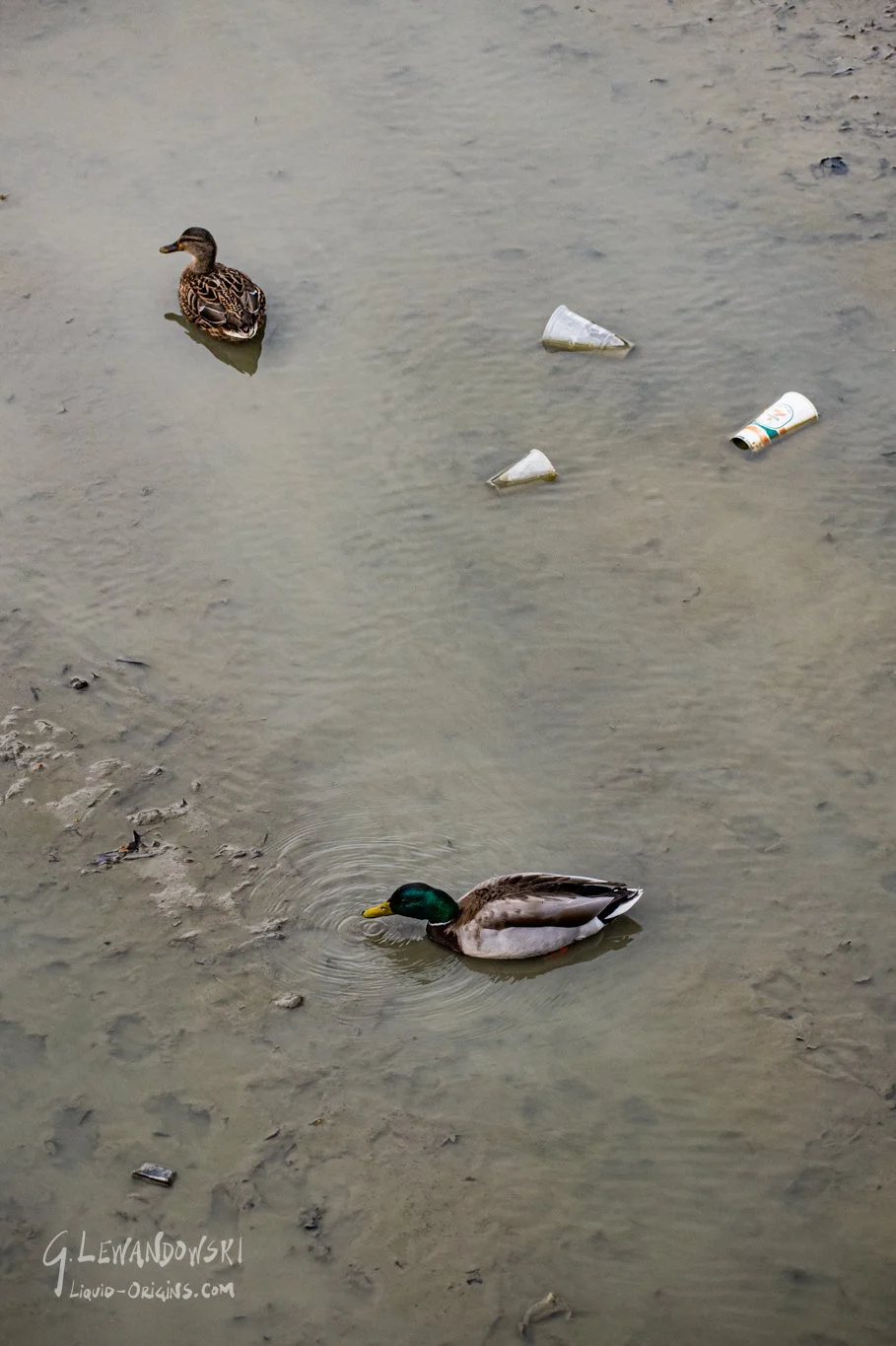 Dropkick the Kings Preview-23.jpg