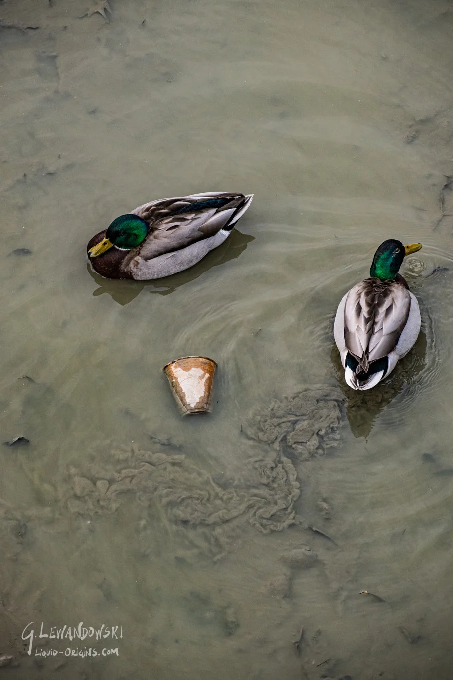 Dropkick the Kings Preview-24.jpg