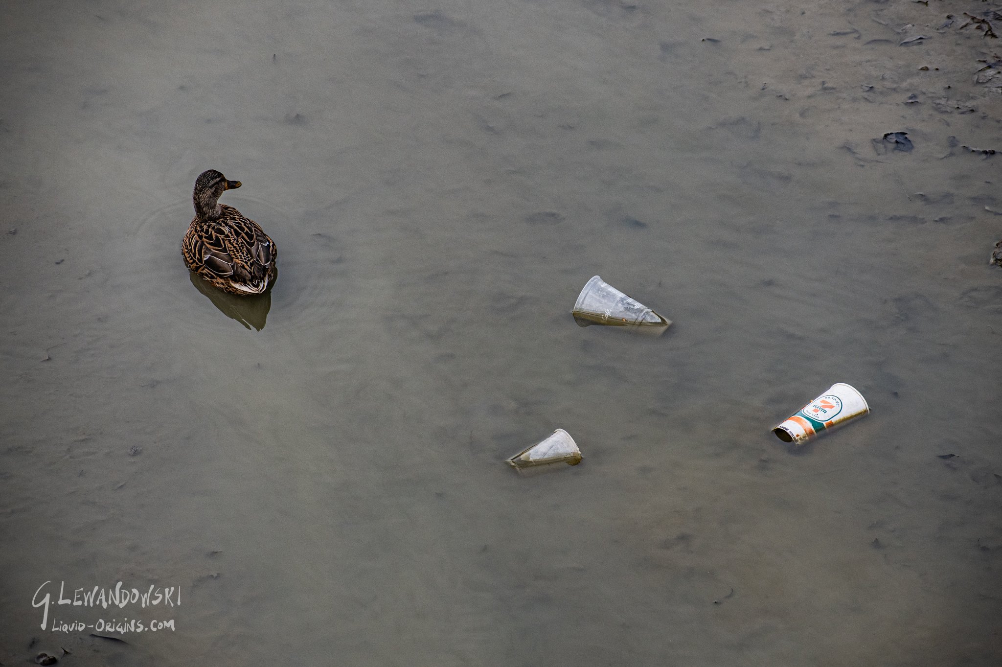 Dropkick the Kings Preview-25.jpg