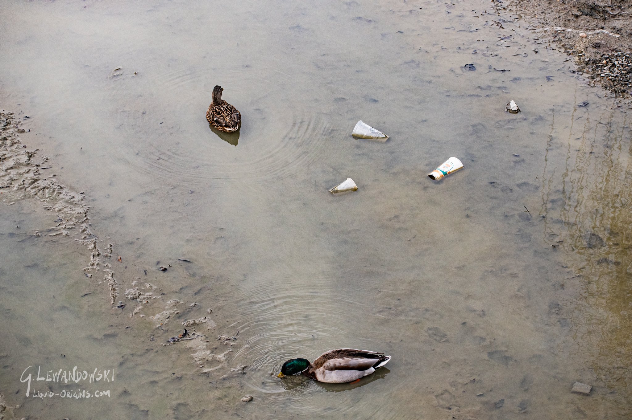 Dropkick the Kings Preview-26.jpg