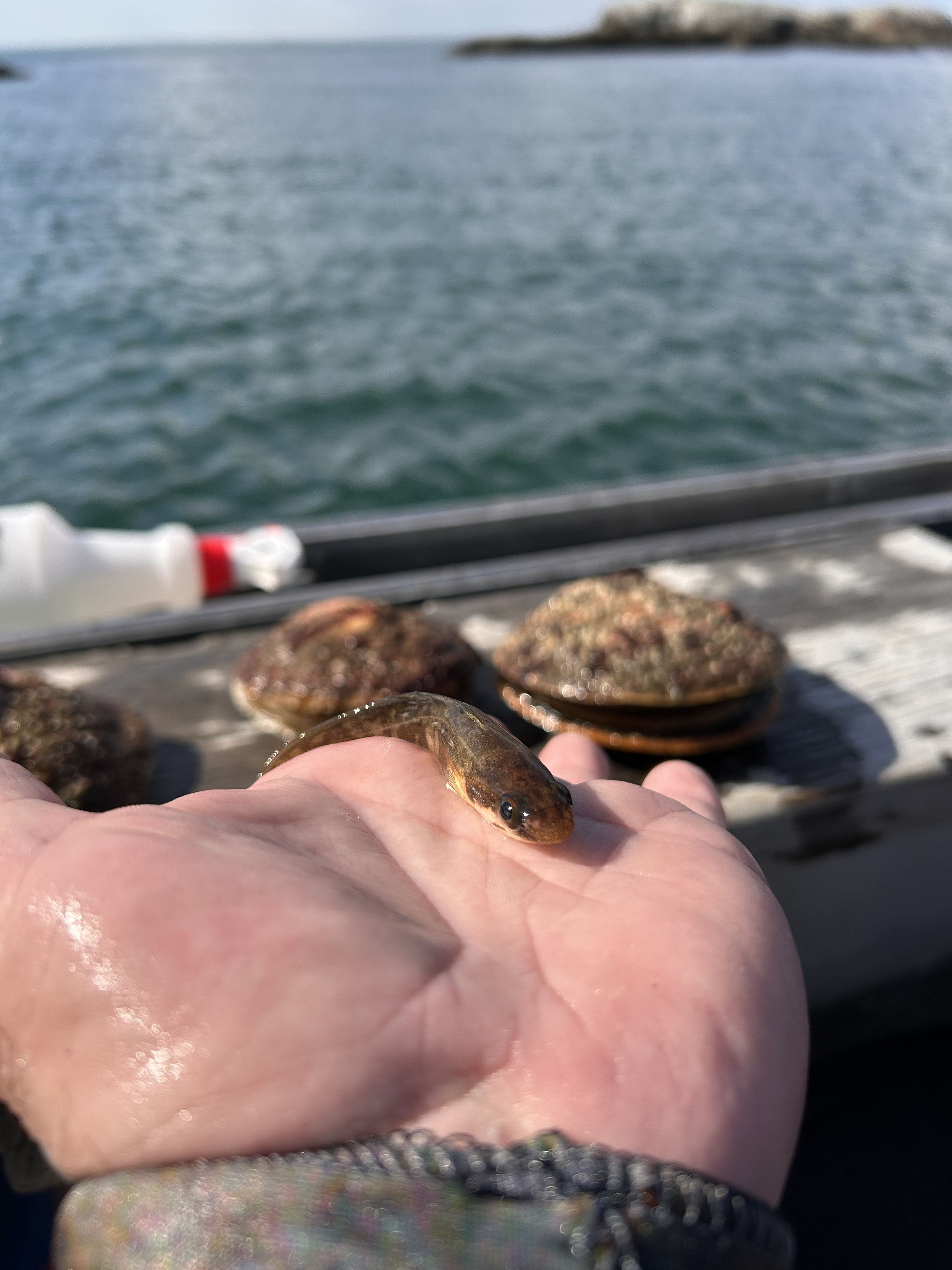 Scallop gives the Red Hake the shake.