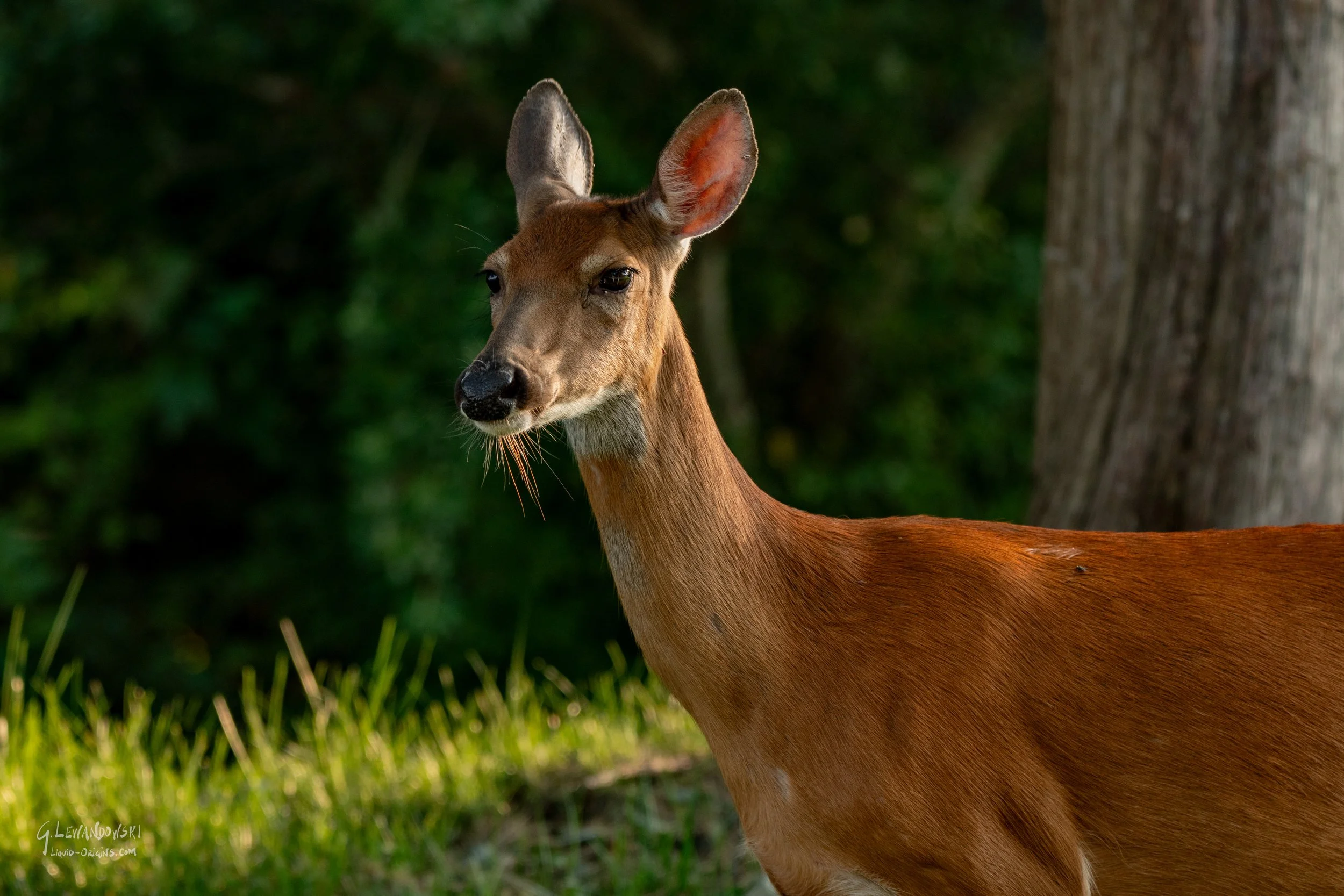 Oh Deer