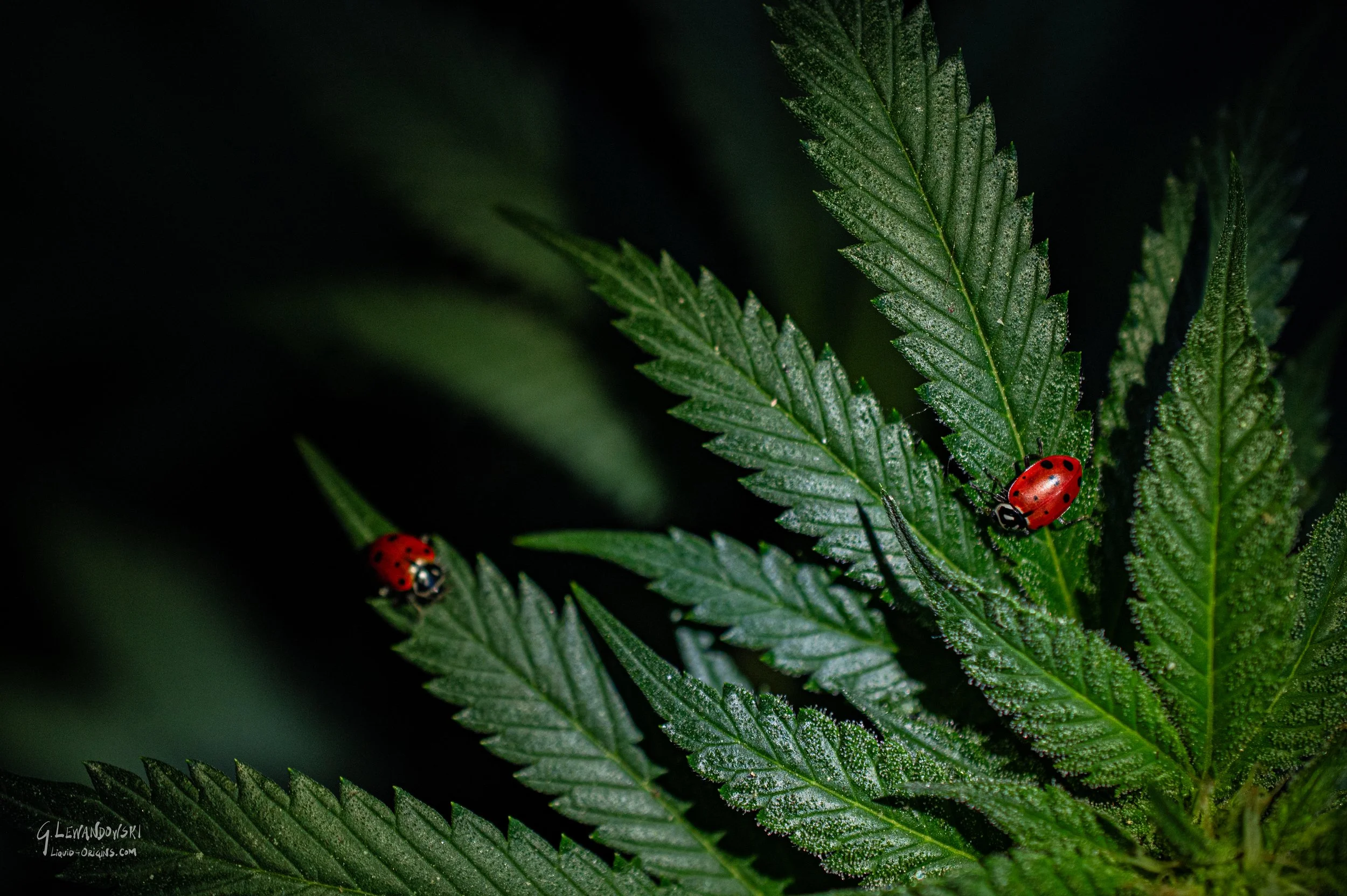 Ladybug Beetle Buds