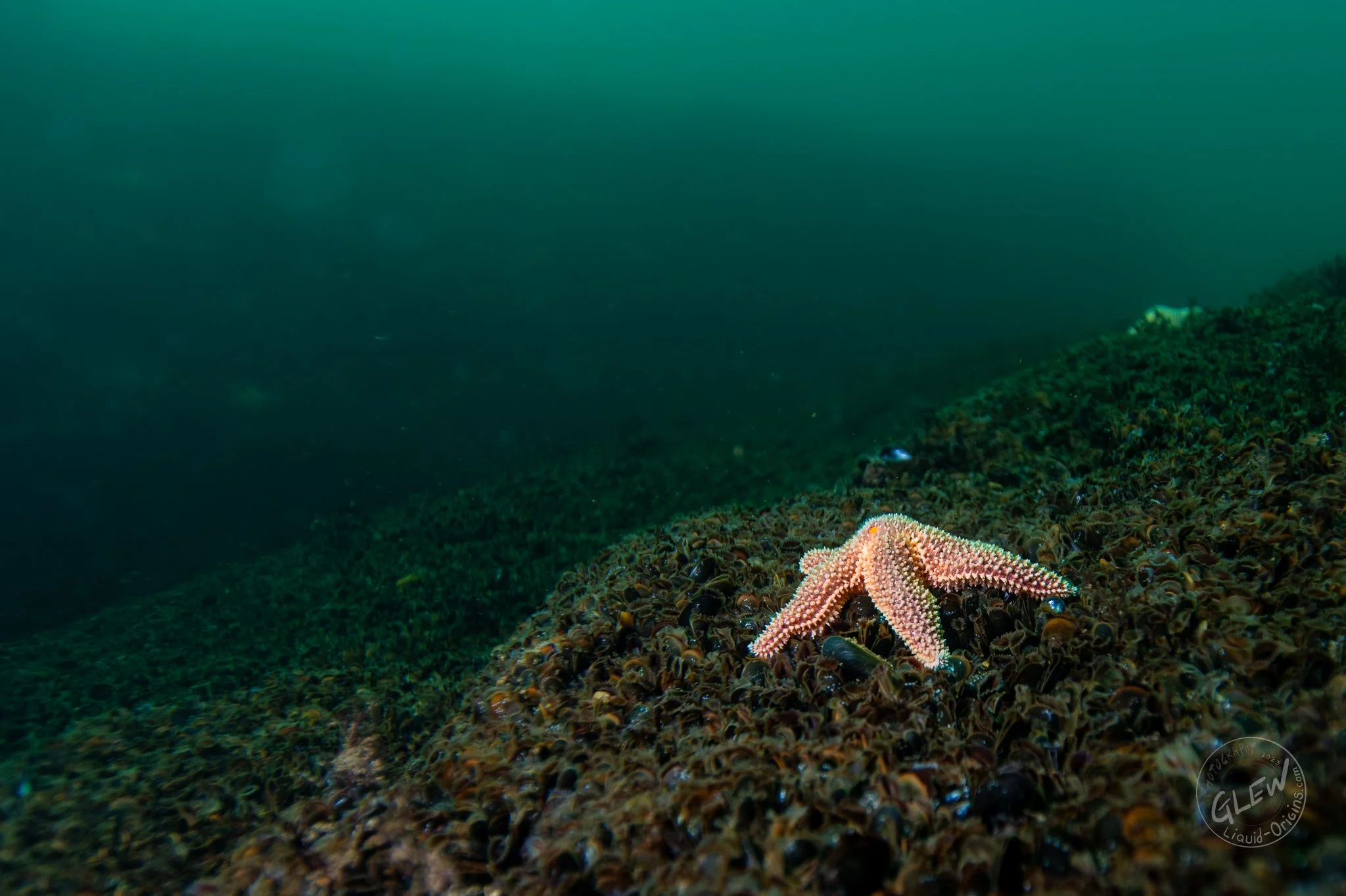 Fall Underwater - Small-01.jpg