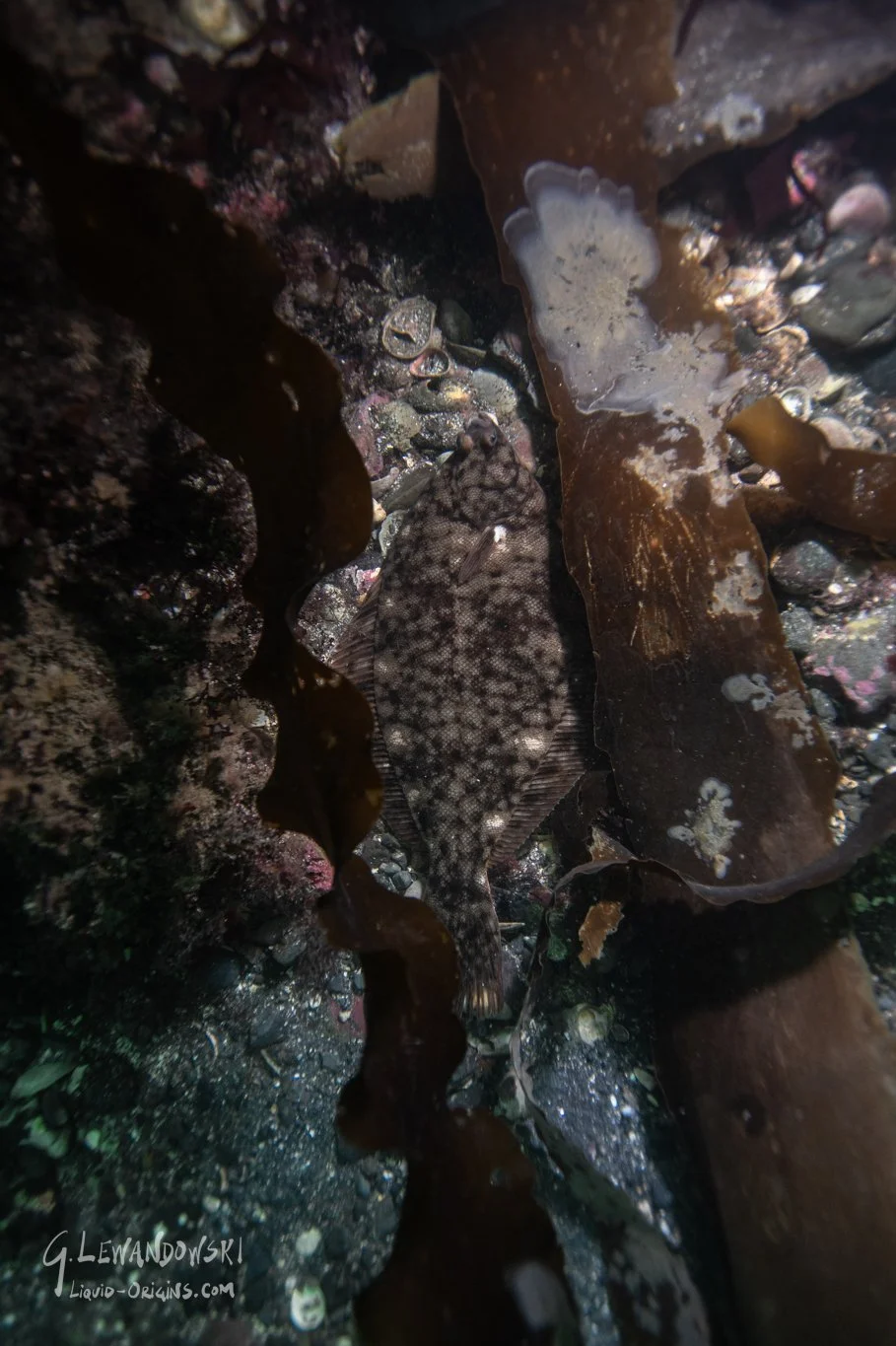 Shallows of Boston Bay Preview-20.jpg