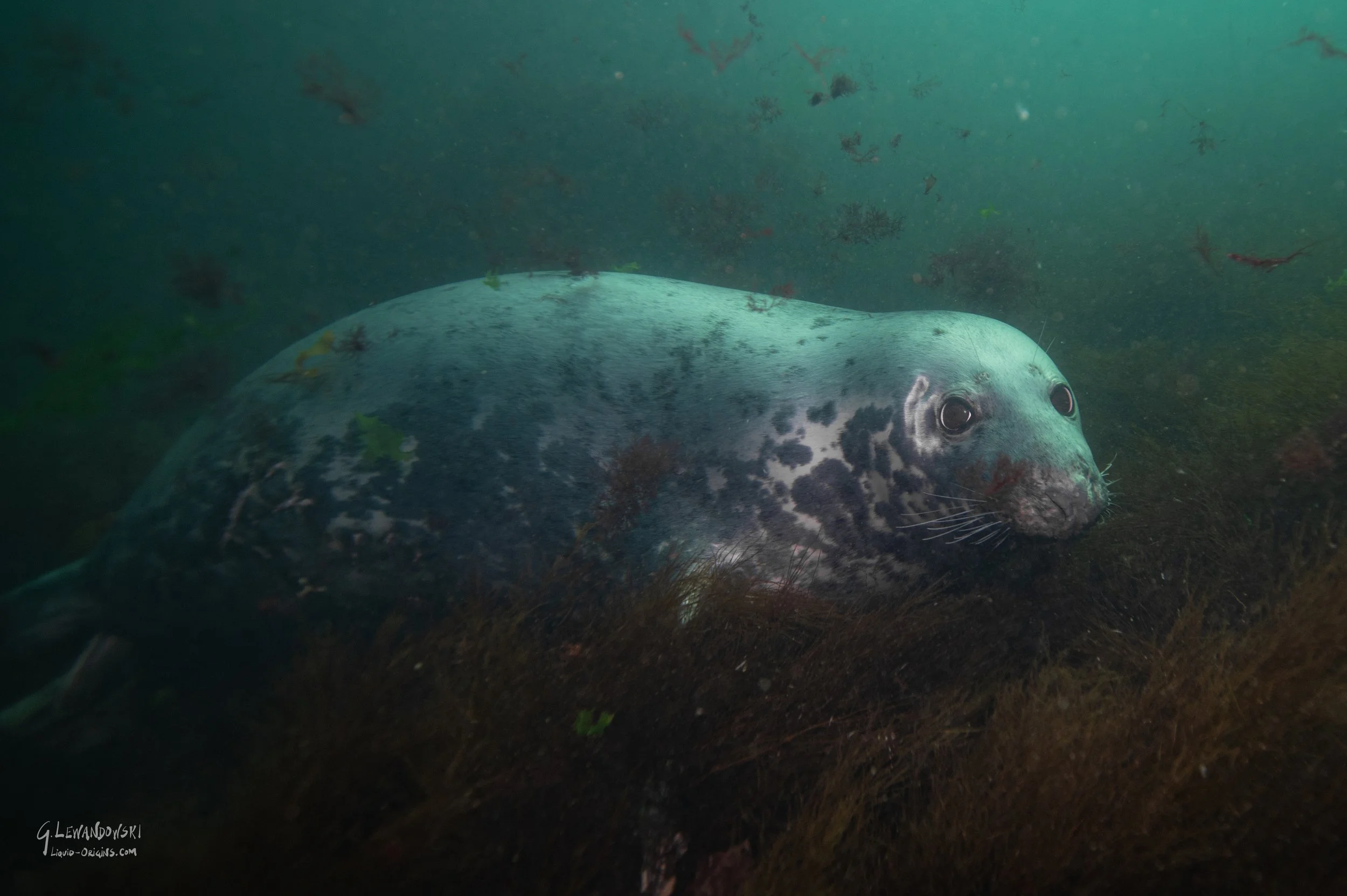 SealandChill Full.jpg