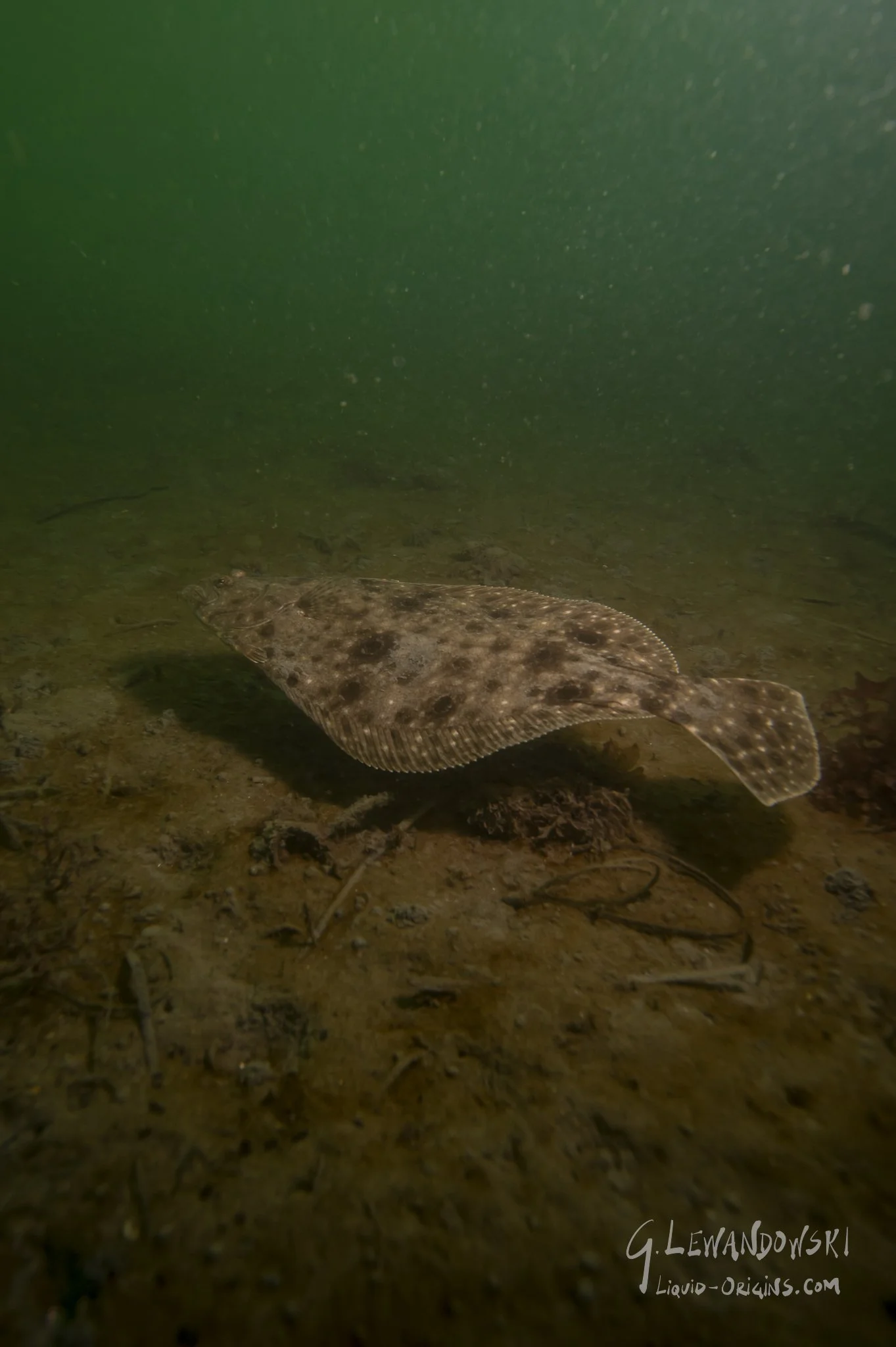 Day 4 Dive 3  - Preview-15.jpeg