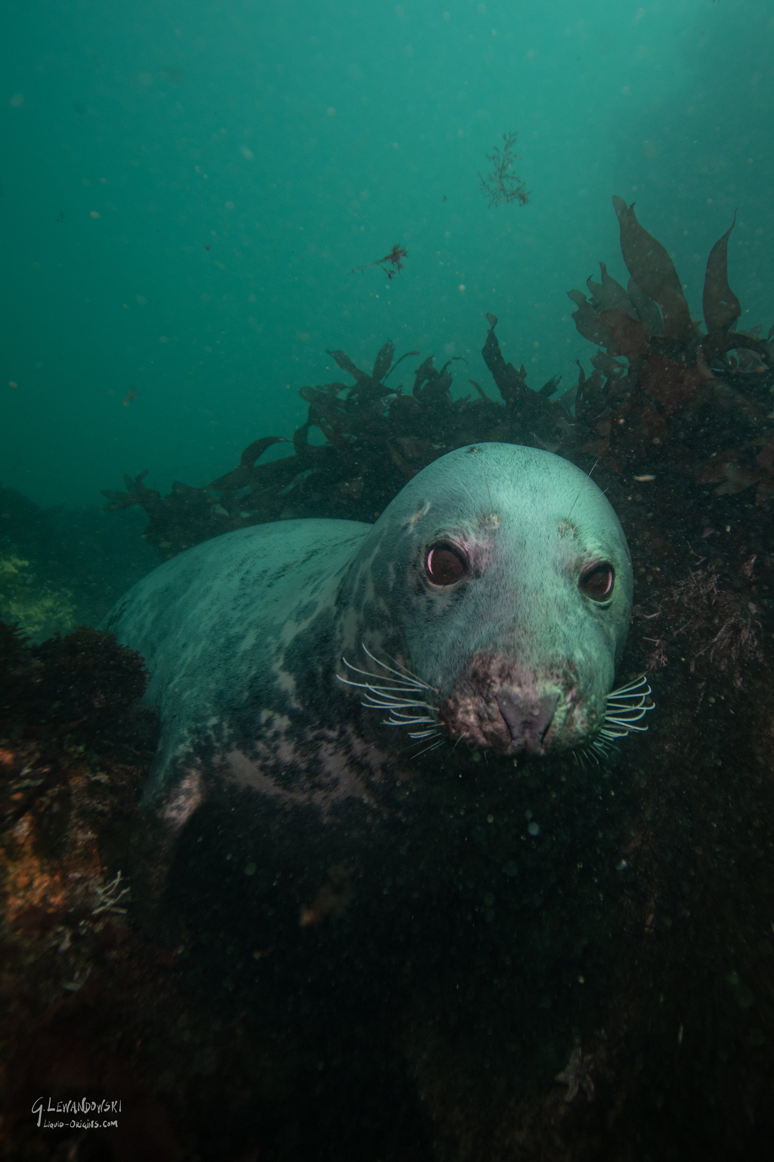 SealandChill Full-2.jpg