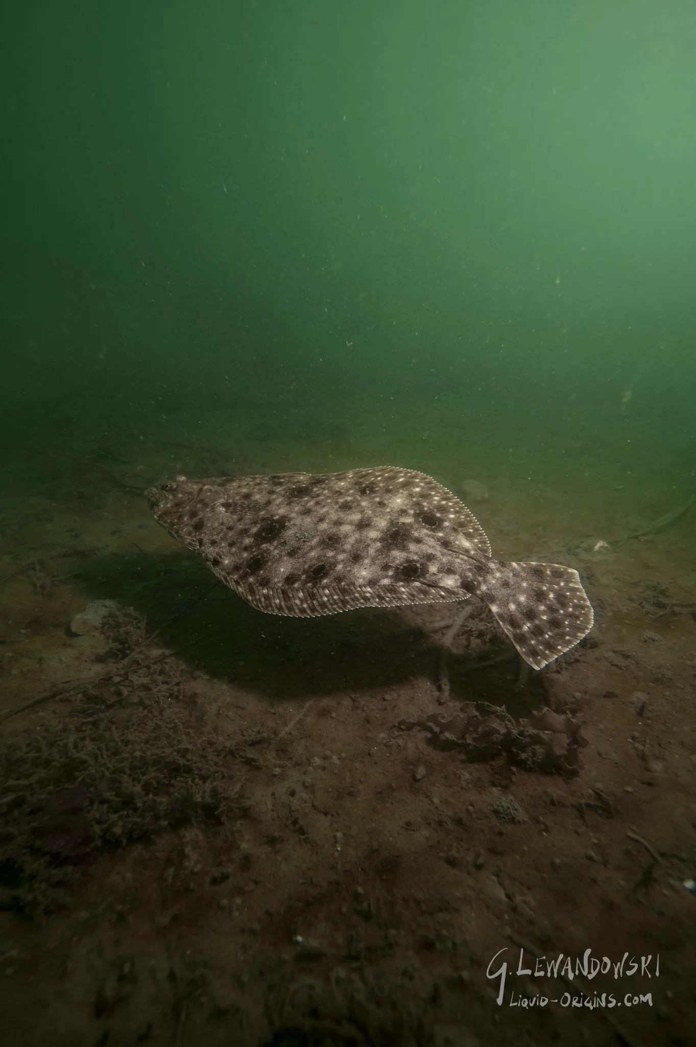 Day 4 Dive 3  - Preview-16.jpeg